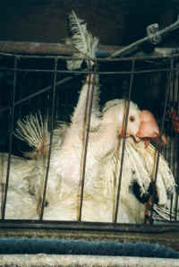 chickenegg48 small 1 - My Plight to Humans - Please help end the suffering