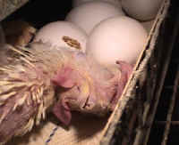 chickenegg52 small 1 - My Plight to Humans - Please help end the suffering