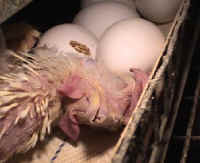chickenegg52_small-1.jpg