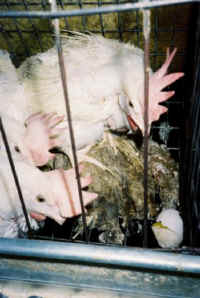 chickenegg53 small 1 - KFC chicken cruelty exposed