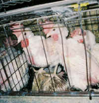 chickenegg56 small 1 - My Plight to Humans - Please help end the suffering