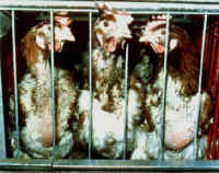chickenmolting01 small 1 - My Plight to Humans - Please help end the suffering