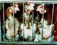 chickenmolting01_small-1.jpg