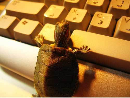 computerturtle-1.jpg