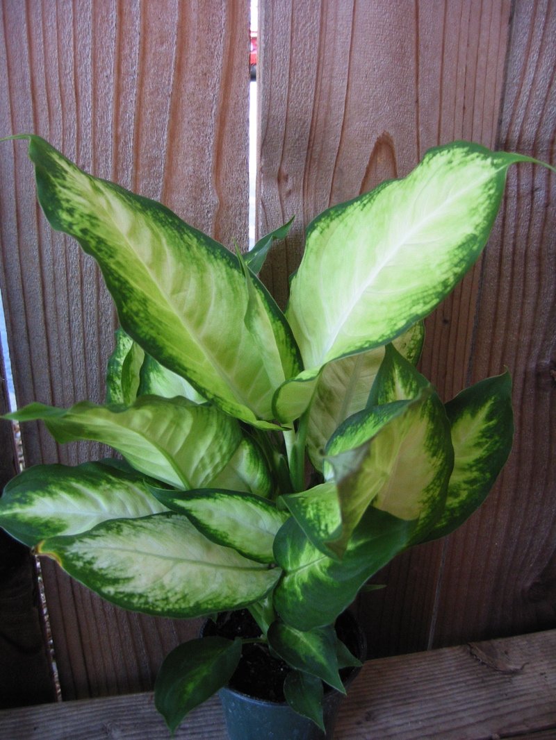 dieffenbachia-1.jpg