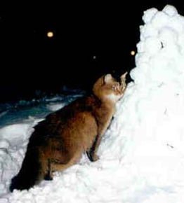 erkki3-1.jpg