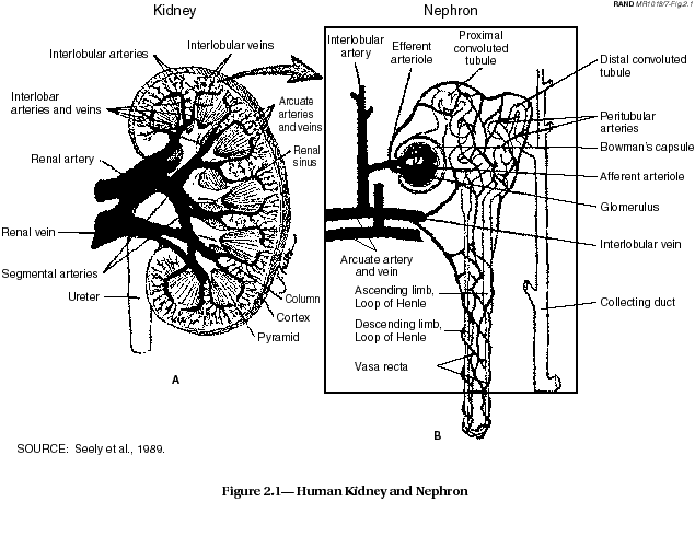 fig2_1-1.gif