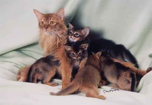 kitten1-1.jpg