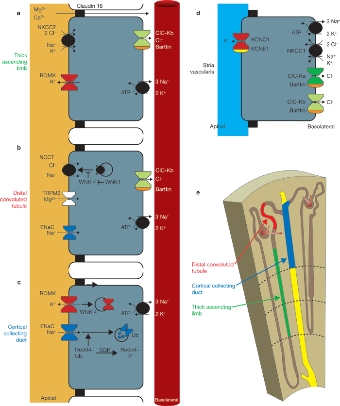 ncb11041039F1-1.gif