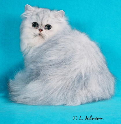 petunia-1.jpg