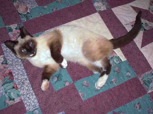 siamese-1.jpg