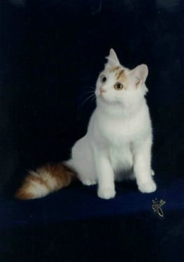 talitha 1 - Snowy's cats, kittens and other animals thread