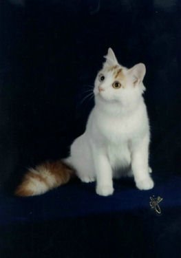 talitha-1.jpg