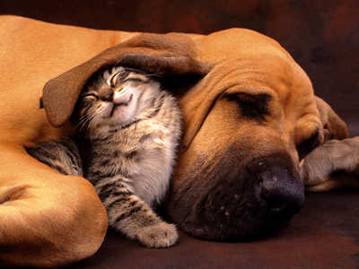 135catdog-1.jpg