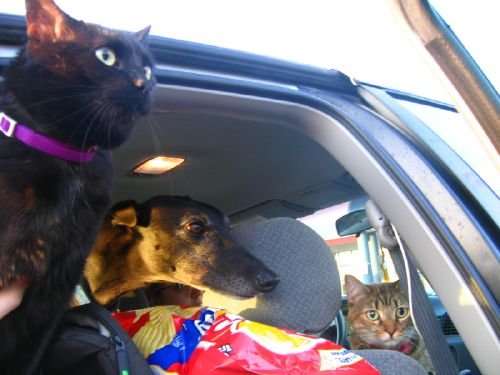 2cats1dogroadtripsm-1.jpg