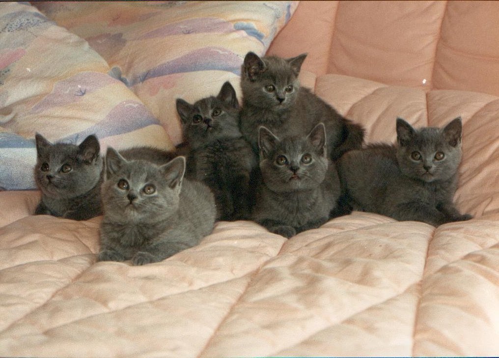 6bebes-1.jpg