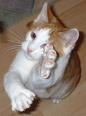 Cat_Claws-1.jpg