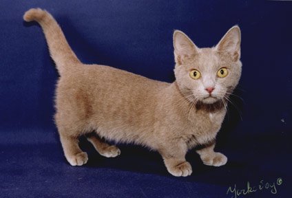 MUNCHKIN-1.jpg