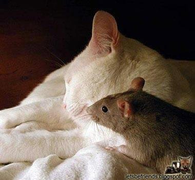 Mysterious20Ways20Cat20and20Mouse-1.jpg