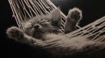 Sleeperhammock2520cat-1.jpg