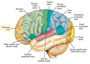 The Quran on the Cerebrum 002 1 - Evidence Islam is the truth