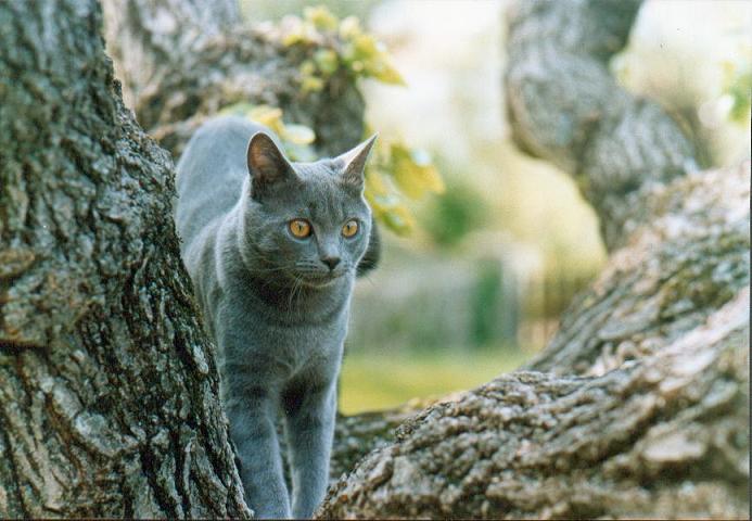 arbre-1.jpg