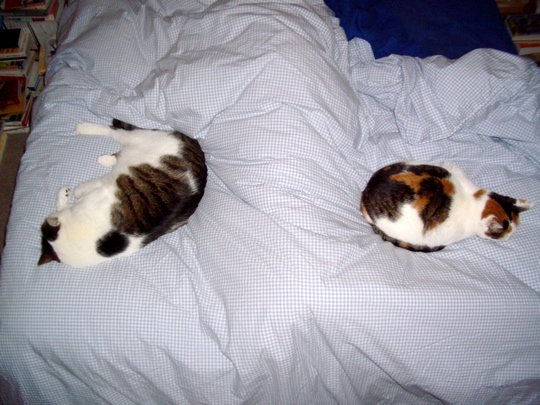cat060714-1.jpg