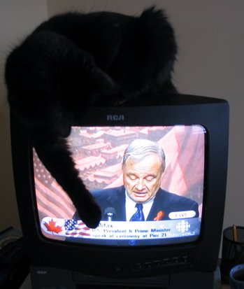 cat2-1.jpg