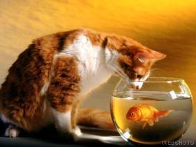 cat2020goldfish20bowl-1.jpg