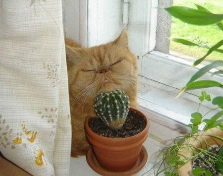 catcactus-1.jpg