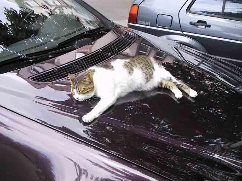 catcar05web-1.jpg