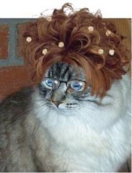 catwithwig-1.jpg