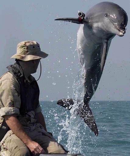 dod4_dolphin-1.jpg