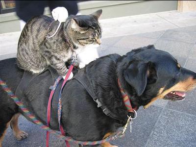 dogcatmouse-1.jpg