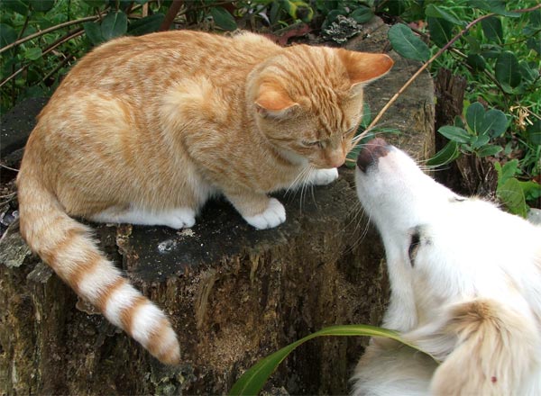dogcatnoses-1.jpg