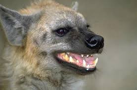 hyena teeth 1 - smiling animals?