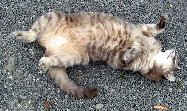jeromecattummy-1.jpg