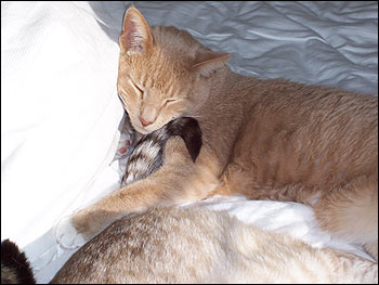 kittiesinbed3-1.jpg