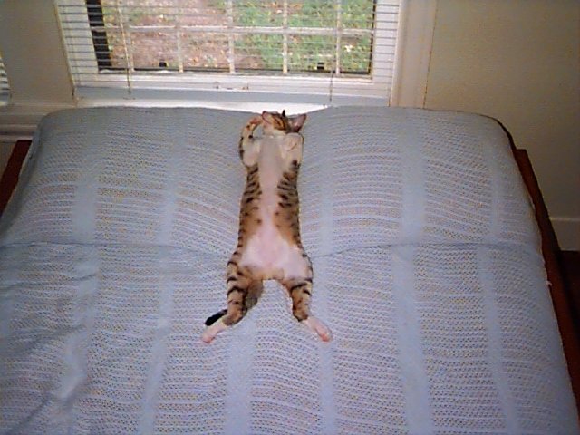 luther_bed-1.jpg