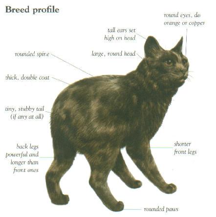 manx2-1.jpg