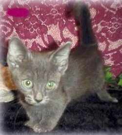 munchkin2-1.jpg
