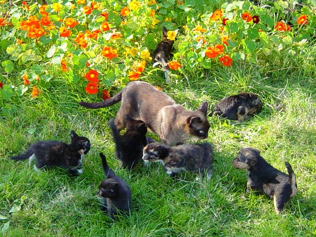 puppykittenromp2large-1.jpg