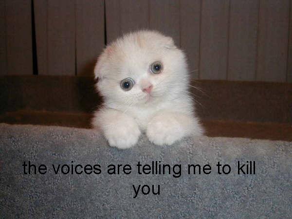 seehereblogspotcom20cats20287329-1.jpg