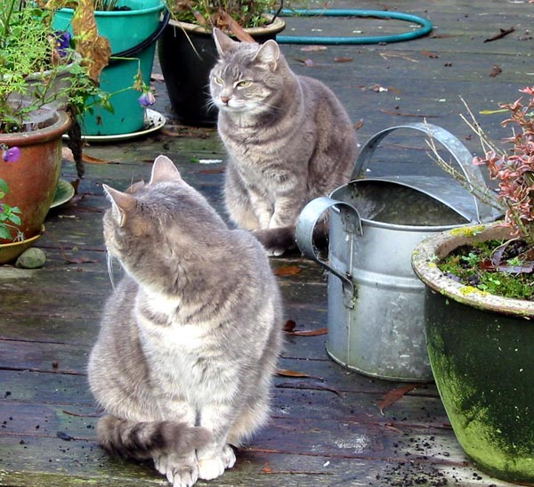 twocatspots-1.jpg
