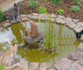 3catspond-1.jpg