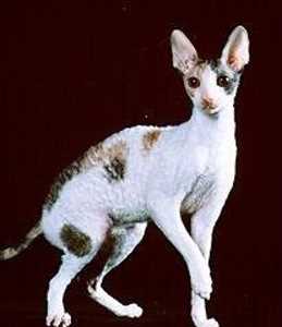 CornishRex-1.jpg