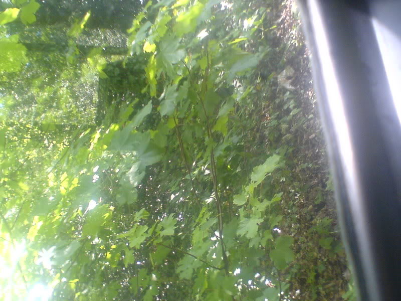 DSC00022-1.jpg