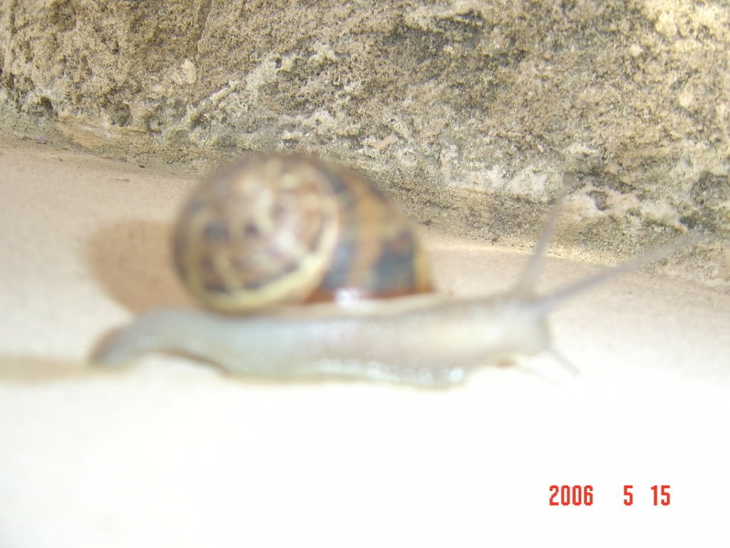 Lebanon002-1.jpg