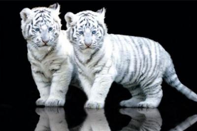 MaxiPostersWhiteTigerCubs72485-1.jpg