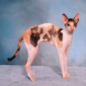 Natira-1.jpg